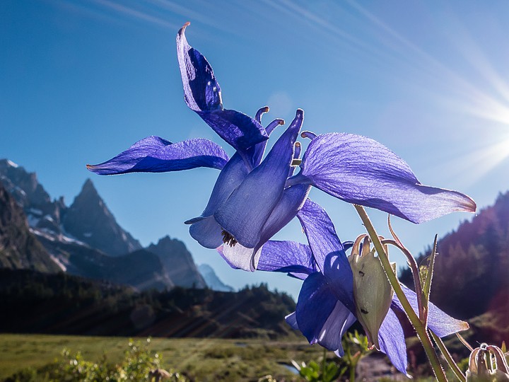 [it]Aquilegia maggiore (Aquilegia alpina)[en]Alpine columbine (Aquilegia alpina).jpg